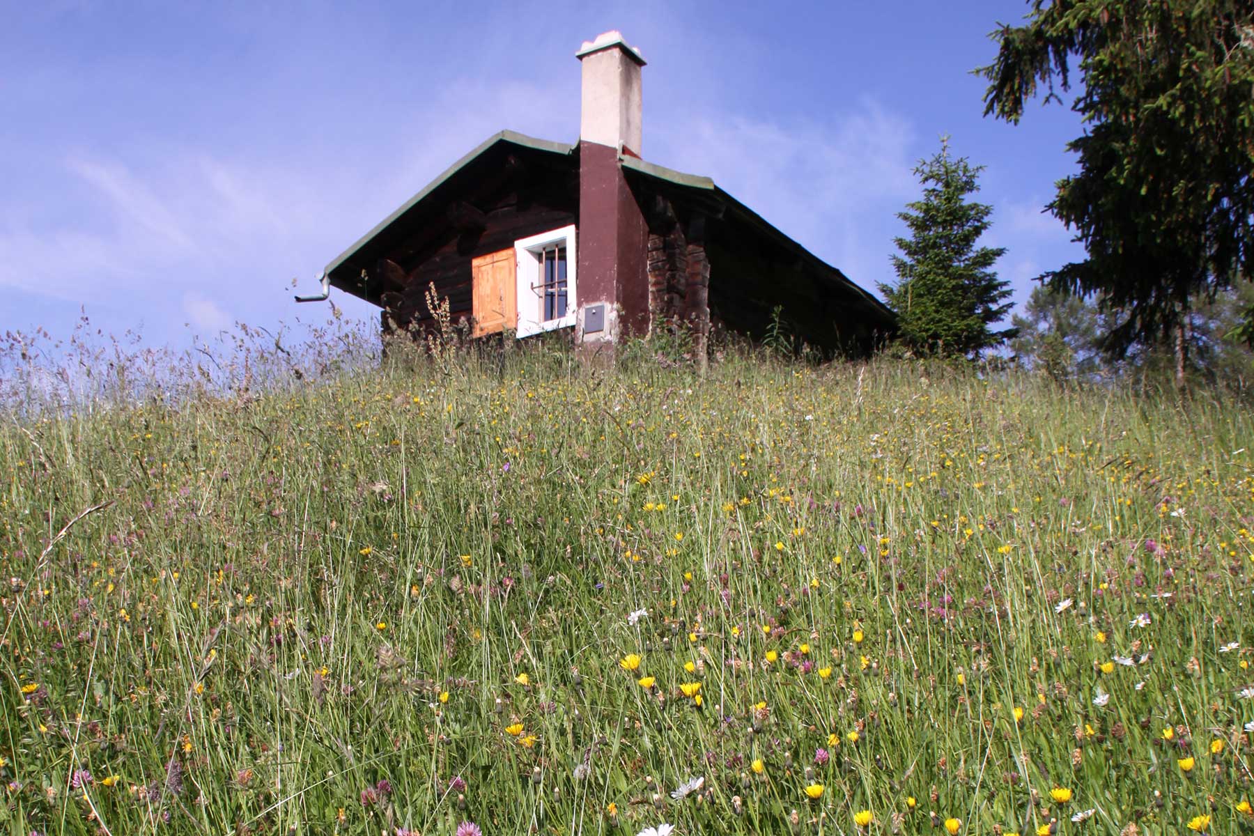 Die Küche mit Blumenwiese davor